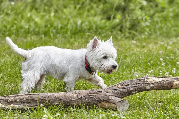 Söt valp av West Highland White terrier-Westie, Westy hund spela på klövergräs — Stockfoto