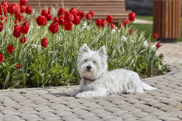 Sweet West Highland White Terrier - Westie, Westy Dog Juega cerca de las flores de tulipán — Foto de Stock