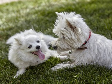 West Highland Beyaz Terrier ve volpino italiano tatlı köpek yavrusu - Westie, Westy Dog yonca çim üzerinde oynayın
