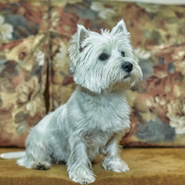 PET portret szczeniaka West Highland White Terrier leżącego lub siedzi na kanapie — Zdjęcie stockowe