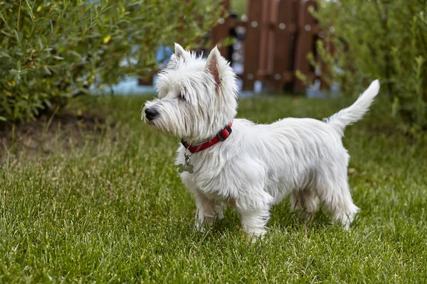 Dulce cachorro de West Highland White Terrier - Westie, Westy Dog Juega con hierba de trébol — Foto de Stock