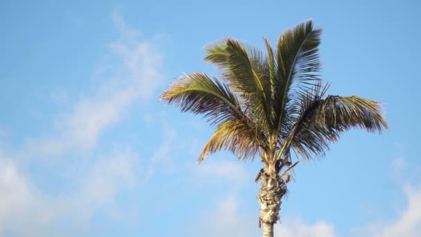 Perto Vento Acenando Folhas Palmeira Contra Céu Azul Com Nuvens — Vídeo de Stock