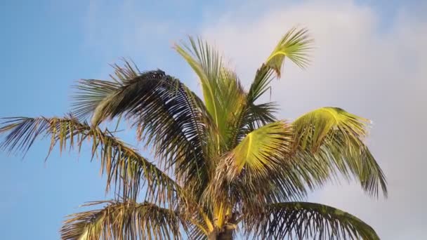 Close Wind Waving Palm Leaves Blue Sky Clouds Daytime — Stock Video