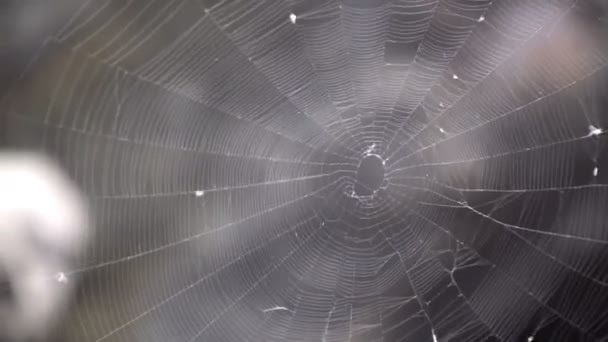 Close Spider Web Waving Wind — Stock Video