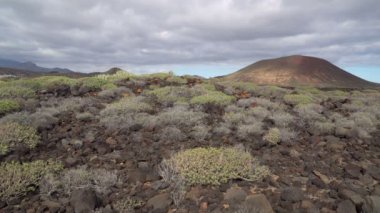  volcano Teide Milli Parkı, Tenerife, Kanarya Adaları, İspanya ile bitkilerin düşük açılı görünüş