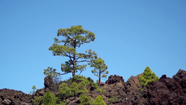 テイデ国立公園 テネリフェ島 カナリア諸島 スペインの岩が多い丘の上の松木 — ストック動画