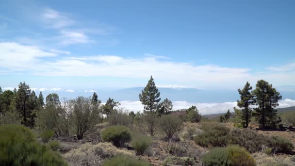 Landschap Met Groene Bomen Met Wolken Die Bewegen Hemel Time — Stockvideo