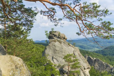 Muhteşem manzara orman kayalık tepelerde büyüyen ağaç