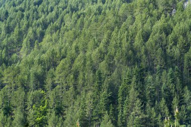 Yakın çekim sahne bir Alpen ormanı