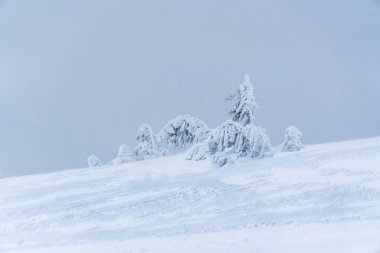 Dağın üzerinde donmuş Ladin