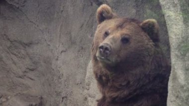 Taş ayanında Oturan Ayı'nın Yakın Çekim Görünümü