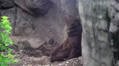 Taş ayanında Oturan Ayı'nın Yakın Çekim Görünümü