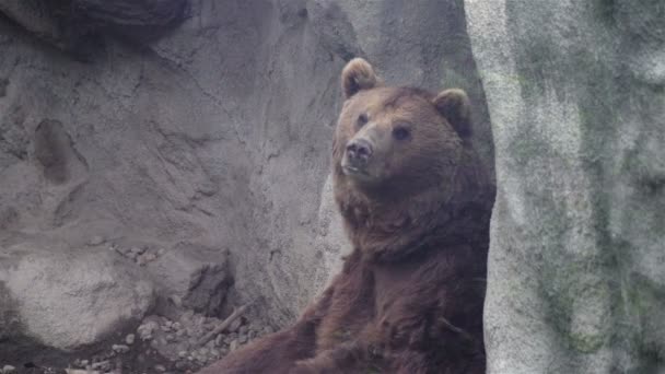 Vista Cerca Del Oso Sentado Cerca Piedra — Vídeos de Stock