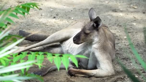 Kanguru Yerde Yatıyor — Stok video