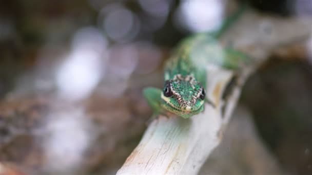 나뭇가지에 앉아있는 도마뱀의 클로즈업 — 비디오