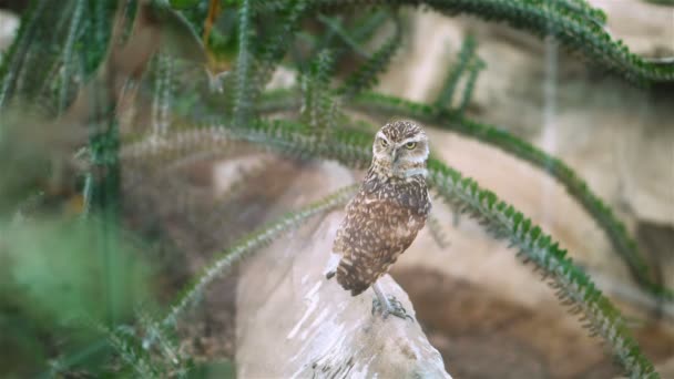 Owl Turns His Head — Stock Video