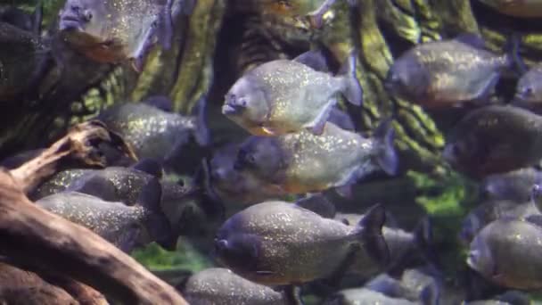Undervattensutsikt Över Piranhas Simma Floden — Stockvideo