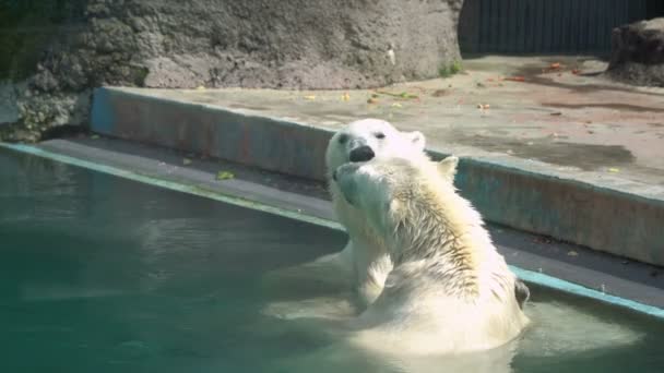 Polar Bears Play Water — Stock Video