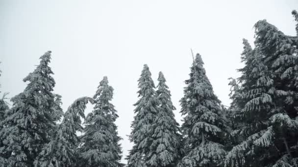降雪的冬季森林景观 — 图库视频影像