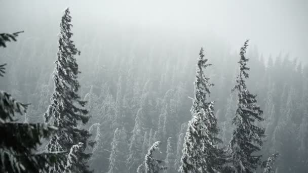 Paisaje Tormentoso Del Bosque Invierno Con Nevadas — Vídeos de Stock