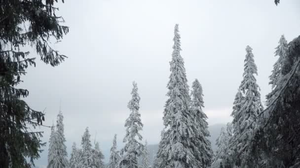 降雪的冬季森林景观 — 图库视频影像