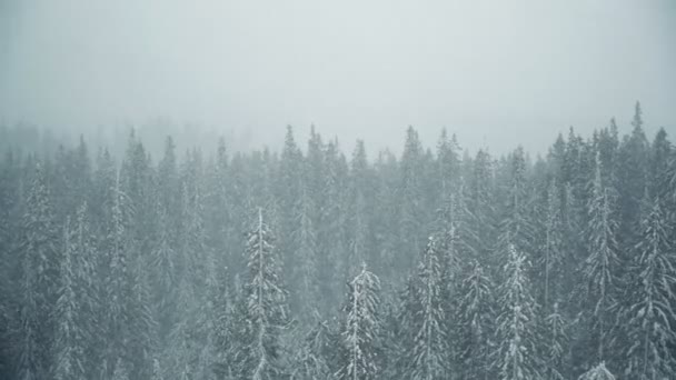 Stormy Winter Forest Paesaggio Con Nevicate — Video Stock