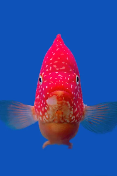 Juvenile Garibaldi Fish Blue Background — Stock Photo, Image