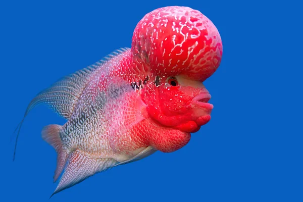 Fish tank azman Çiklit balığı (çiçek boynuz)