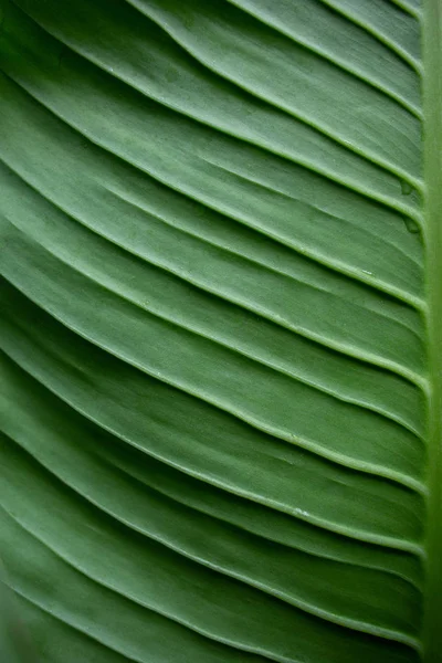 Dieffenbachia Green Leaf Textuur Abstracte Achtergrond — Stockfoto