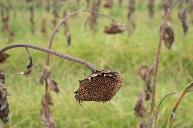 Ayçiçeği alan erken sonbaharda hasat için hazır