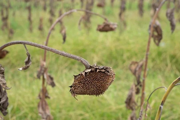 Ayçiçeği alan erken sonbaharda hasat için hazır