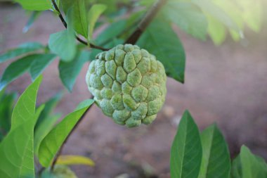 muhallebi ağaç doğa üzerinde büyüyen elma
