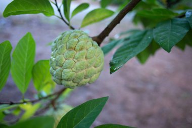 muhallebi ağaç doğa üzerinde büyüyen elma
