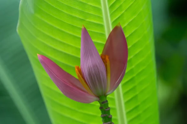 Flor Plátano Rosa Jardín — Foto de Stock