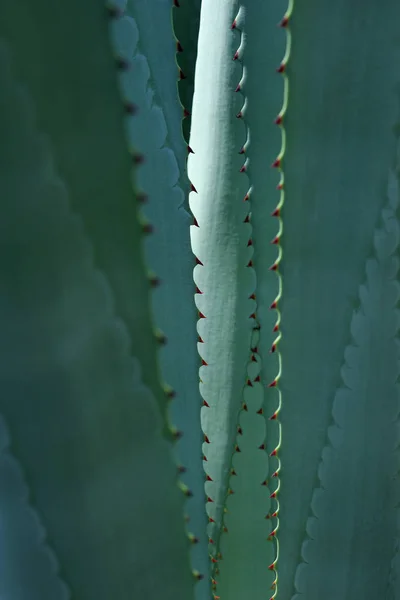 Tüskés Kaktusz Levél Háttér — Stock Fotó