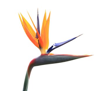 Cennet kuşu üzerinde beyaz izole bitki