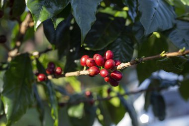 Ağaçtaki kahve çekirdekleri