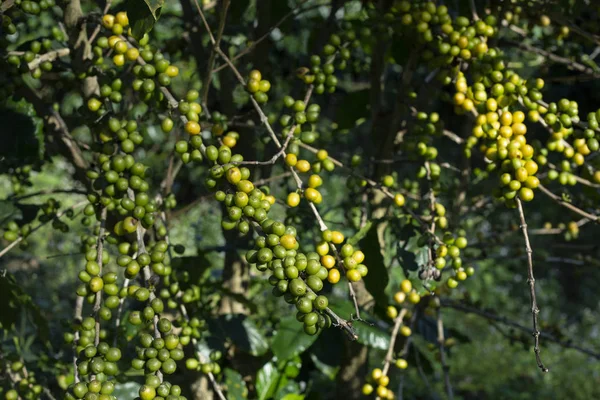 Ziarna Zielonej Kawy Drzewie — Zdjęcie stockowe