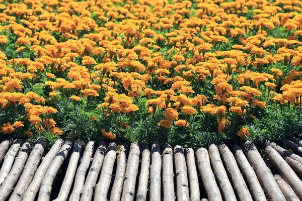 Τομέα Πάρει Marigold Κίτρινο Λουλούδι Στον Κήπο — Φωτογραφία Αρχείου