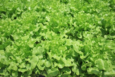 Organik hidrofonik sebze bahçesi.