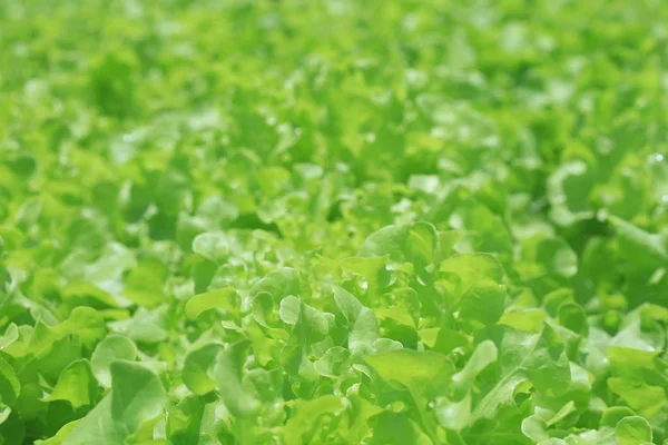 Organic hydroponic vegetable garden