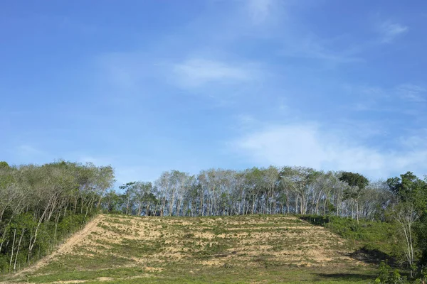 Plantation de caoutchouc sur une colline dans une ferme rurale — Photo