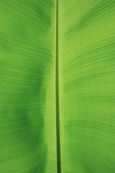 Feuilles de banane verte comme fond — Photo