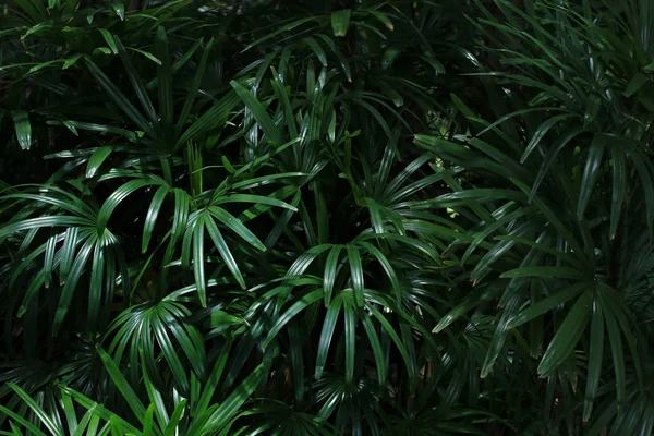 热带花园中的绿叶 — 图库照片