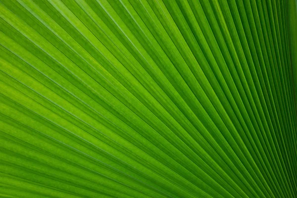 Sammanfattning av gröna palmblad för bakgrund — Stockfoto