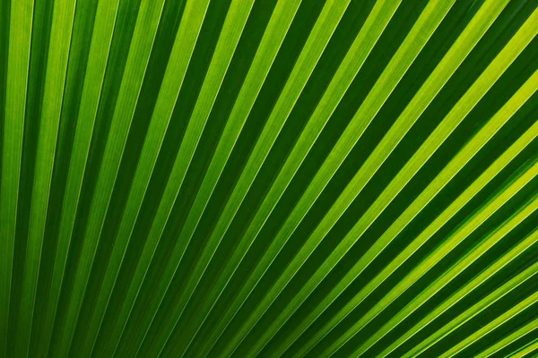 Abstrato de folha de palma verde para fundo — Fotografia de Stock