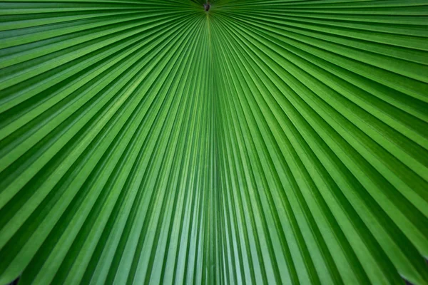 Resumen de la hoja de palma verde para el fondo — Foto de Stock