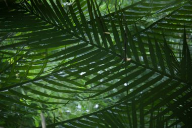 Tayland Mangrov veya Nypa palmiye ağacı