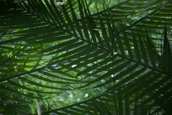 Manguezal ou palmeira Nypa na Tailândia — Fotografia de Stock