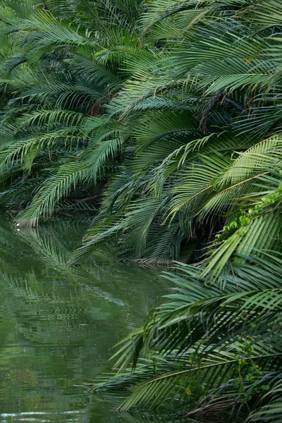 Mangrove nebo Nypa Palm Tree v Thajsku — Stock fotografie